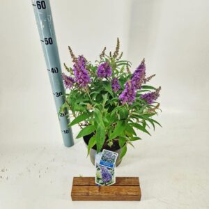 Buddleja Butterfly Candy Little Lil d. ('BotEx 004'PBR)
(1 Plants/Order)(19cmP 30cmH)