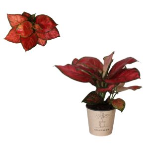 Aglaonema other Aglaonema `Beauty Red`
(4 Plants/Order)(12cmP 30cmH)