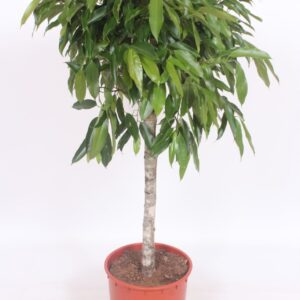 Ficus Amstel King
(1 Plants/Order)(34cmP 140cmH)