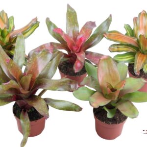 Neoregelia Neorgelia mix 12cm
(6 Plants/Order)(12cmP 40cmH)