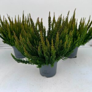 Calluna Skyline """Beauty Ladies"""
(8 Plants/Order)(10.5cmP 30cmH)