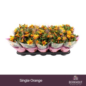 Chrysanthemum Heat
(10 Plants/Order)(12cmP 26cmH)