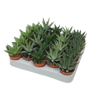 Aloe Aloë/Haworthia mix 5,5 cm
(20 Plants/Order)(5.5cmP 8cmH)