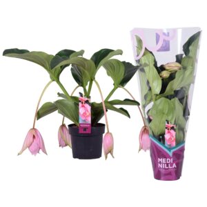 Medinilla magnifica 2 etage 4 bud in exclusieve hoes
(4 Plants/Order)(17cmP 55cmH)