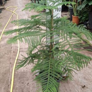 Araucaria heterophylla toef 120
(1 Plants/Order)(30cmP 110cmH)