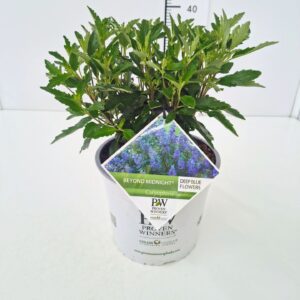Caryopteris x clandonensis Beyond Midnight' C5
(1 Plants/Order)(23cmP 50cmH)