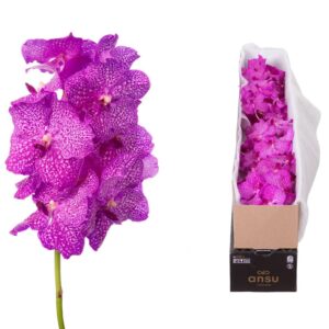 Vanda Nitaya Rosy Vanda Rosy X4
(4 Plants/Order)(cmP cmH)