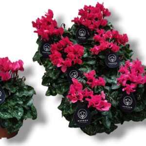 Cyclamen Patio Cyclamen GARDEN pink
(8 Plants/Order)(10.5cmP 25cmH)