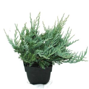 Juniperus horizontalis Blue Chip
(6 Plants/Order)(17cmP 35cmH)