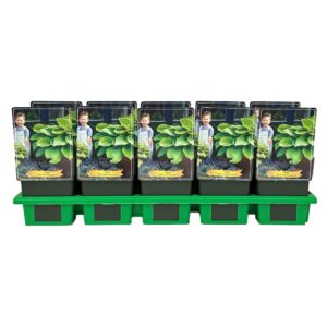 Hosta Sum and Substance
(10 Plants/Order)(11cmP 25cmH)