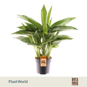 Aglaonema other Silverado
(6 Plants/Order)(17cmP 45cmH)