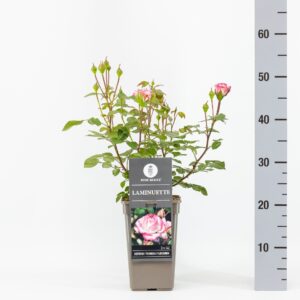 Rosa (F) Laminuette, C3
(6 Plants/Order)(17cmP 35cmH)