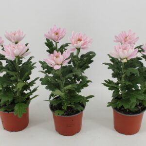 Chrysanthemum Rossano Zembla
(10 Plants/Order)(12cmP 30cmH)