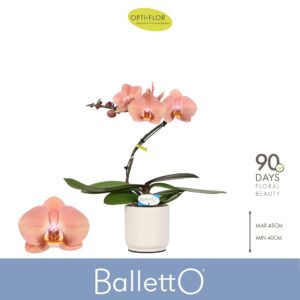 Phalaenopsis other salmon Balletto Sway 1 spike in Lazio White
(3 Plants/Order)(12cmP 45cmH)