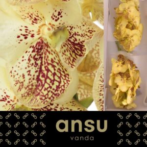 Vanda Sunanda Yellow Henna Vanda Sunanda Yellow Henna
(16 Plants/Order)(cmP 20cmH)
