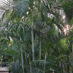 Chrysalidocarpus Dypsis lutescens (Areca)
(1 Plants/Order)(85cmP 450cmH)