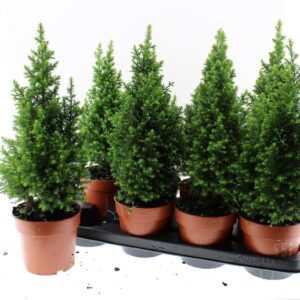Chamaecyparis thyoide toppoint point
(8 Plants/Order)(13cmP 45cmH)