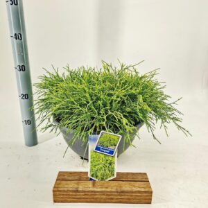 Chamaecyparis Sungold p.
(1 Plants/Order)(33cmP 25cmH)