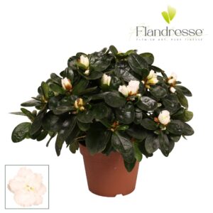 Rhododendron Azalea Flandresse® 'wit' 22 25 cm
(8 Plants/Order)(12cmP 25cmH)