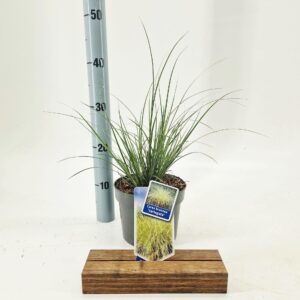 Carex brunnea Variegata Aureovariegata'
(1 Plants/Order)(17cmP 40cmH)