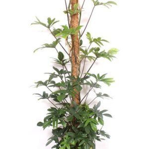 Philodendron pedatum
(1 Plants/Order)(34cmP 200cmH)