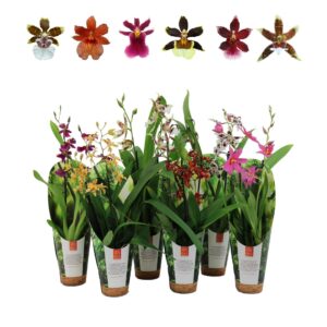 Cambria Inca mix 2 spike 9cm luxury jungle cover
(11 Plants/Order)(9cmP 35cmH)