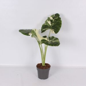 Alocasia Alocasia Macrorrhiza Albo Variegata 17cm - PS
(6 Plants/Order)(17cmP 55cmH)