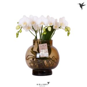 Phalaenopsis white more Ripsen Roots white in Glas bowl brown
(2 Plants/Order)(16cmP 50cmH)