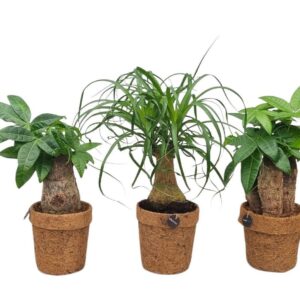 Indoor plants gem. green 3 Types Kokopot green mix 10 cm 3 Types
(6 Plants/Order)(10cmP 25cmH)