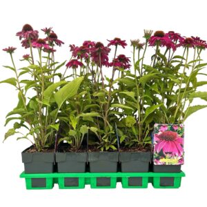 Echinacea purpurea Powwow Wild Berr Wow P11
(10 Plants/Order)(11cmP 25cmH)