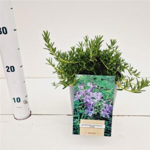 Rosmarinus Capri officinalis
(1 Plants/Order)(17cmP 25cmH)