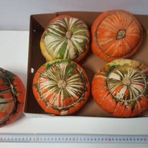 other Deco fruit Turk's Turban mix Muts Plant *4
(4 Plants/Order)(15cmP cmH)
