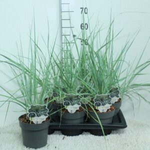 Siergrassen Leymus arenarius arnenarius 'Blue Dune' P17
(6 Plants/Order)(17cmP 70cmH)