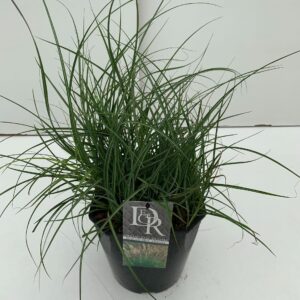 Miscanthus Adagio
(1 Plants/Order)(23cmP 70cmH)