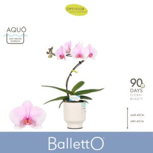 Phalaenopsis other pink (enkele ta Balletto Curl 1 spike in Emilia White Aquo
(3 Plants/Order)(12cmP 45cmH)