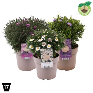 Aster mix
(6 Plants/Order)(17cmP 30cmH)