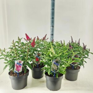 Buddleja Butterfly Candy mixed d. P23 (minimum order one layer)
(1 Plants/Order)(23cmP 55cmH)
