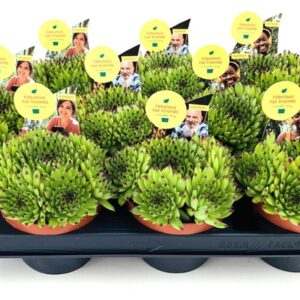 Sempervivum SEMPERVIVUM COLOROCKZ EMERALD SWIRL 10.5 'Belsemgre1' Pbr
(9 Plants/Order)(10.5cmP 10cmH)