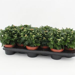 Chrysanthemum Braque Salmon Chrysanthemum Gardenmum Orange
(12 Plants/Order)(10.5cmP 15cmH)