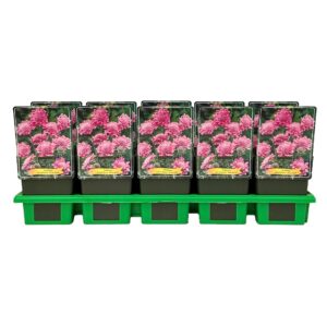 Scabiosa Pink Mist columbaria P11
(10 Plants/Order)(11cmP 25cmH)