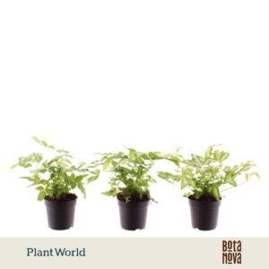 Pteris Albolineata cretica 7 cm
(16 Plants/Order)(7cmP 20cmH)