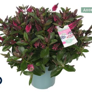 Hebe Donna Eva Addenda XL struik p17
(3 Plants/Order)(17cmP 35cmH)
