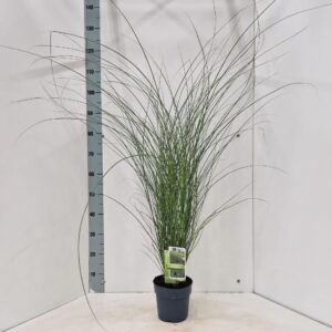 Miscanthus sinensis Gracillimus
(1 Plants/Order)(17cmP 110cmH)