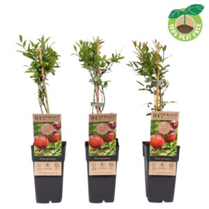 Punica granatum
(10 Plants/Order)(15cmP 50cmH)