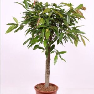 Ficus Amstel King
(1 Plants/Order)(27cmP 120cmH)