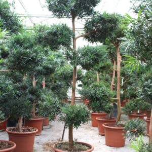 Podocarpus nivalis macrophylla
(1 Plants/Order)(60cmP 270cmH)
