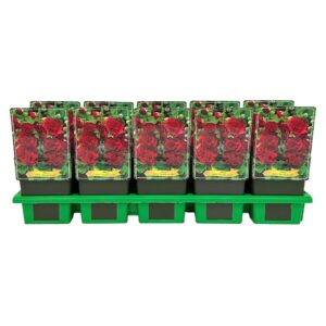 Alcea rosea 'Double Purple' P11
(10 Plants/Order)(11cmP 25cmH)
