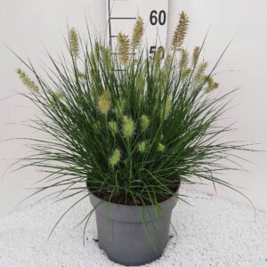 Pennisetum alopecuroides Little Bu
(1 Plants/Order)(26cmP 50cmH)