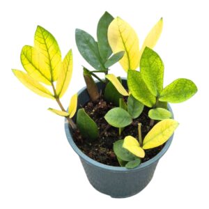 Zamioculcas zamiifolia Chameleon
(4 Plants/Order)(14cmP 25cmH)