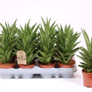 Sansevieria Cylindrica Tough Lady
(12 Plants/Order)(9cmP 25cmH)